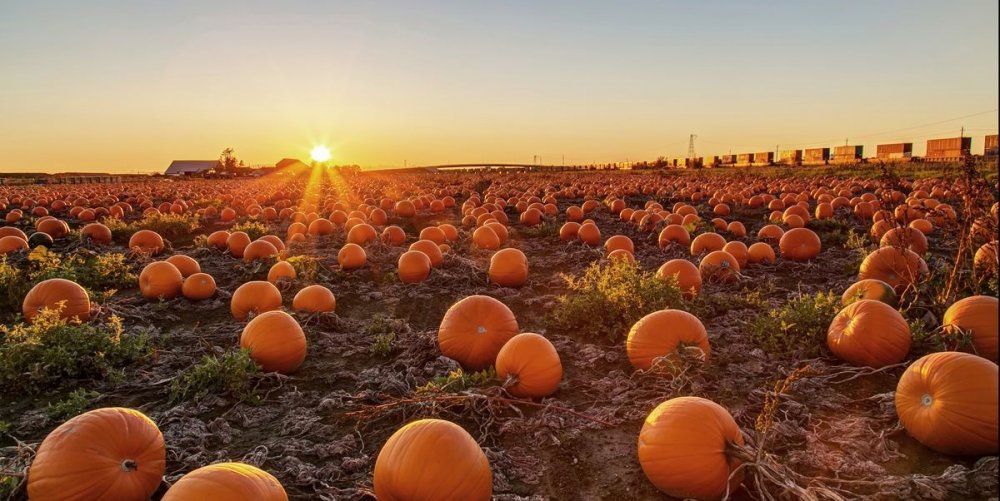 Halloweenský den na MA - on - line právě začíná!!